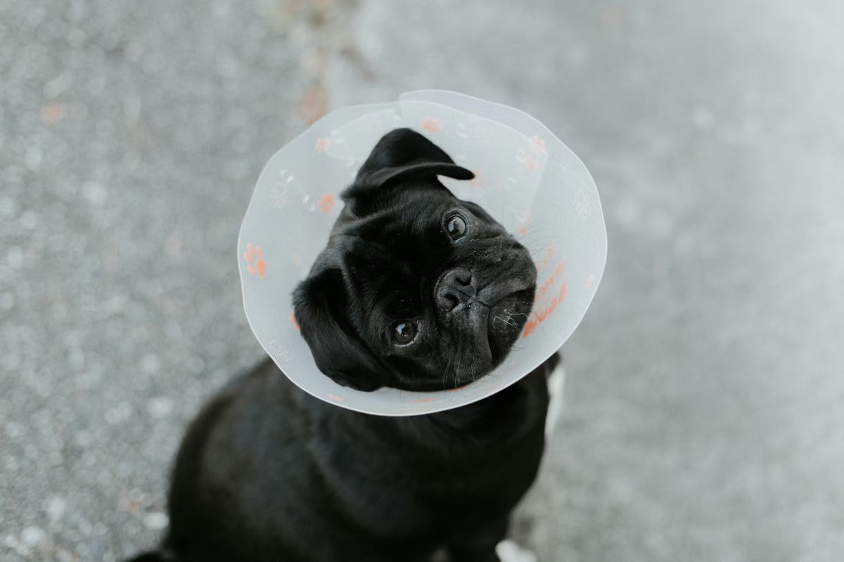 “Dog waiting calmly beside its owner before a veterinary appointment”