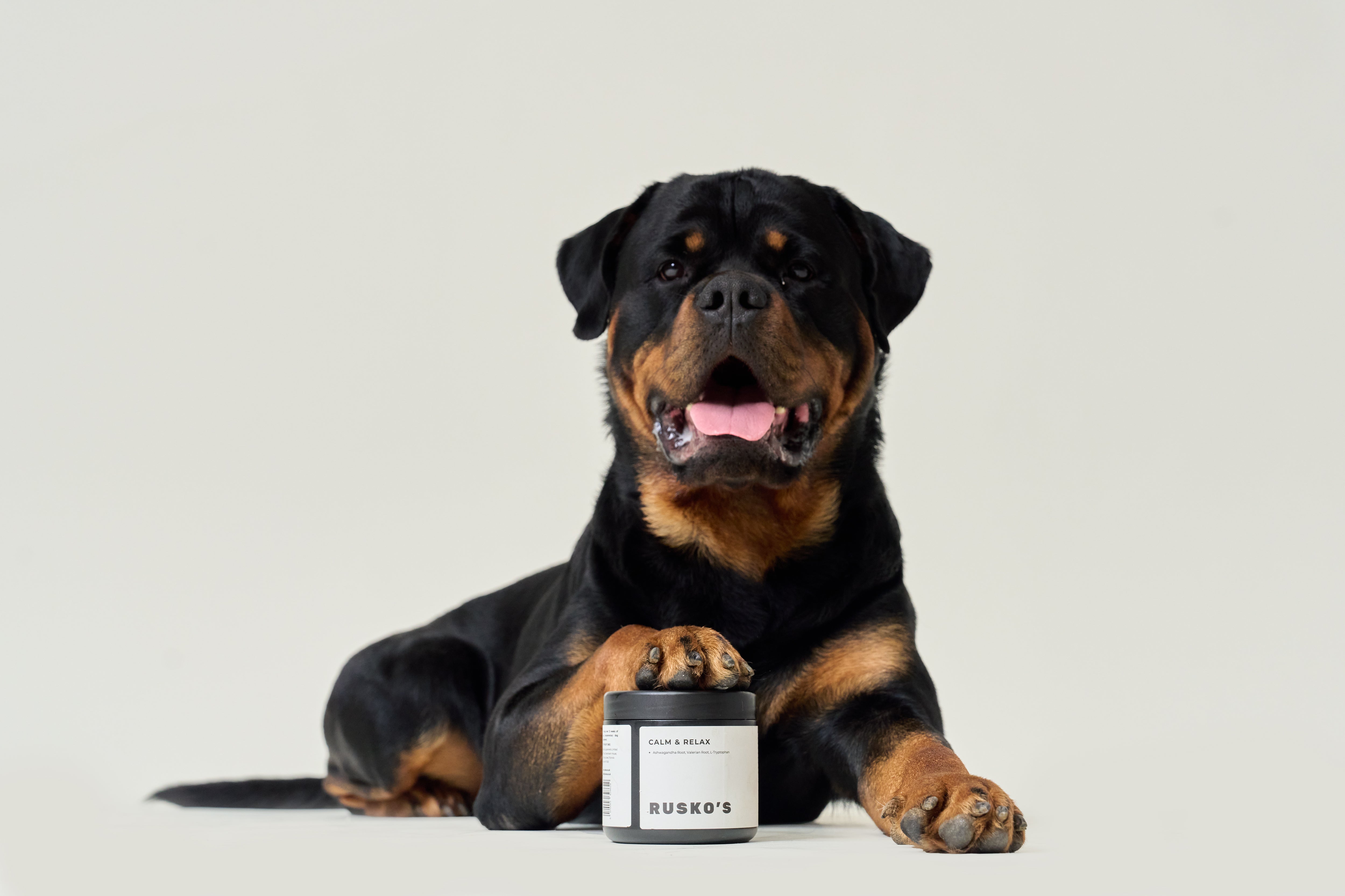 “Rescue dog resting in a quiet home while settling into a new routine”