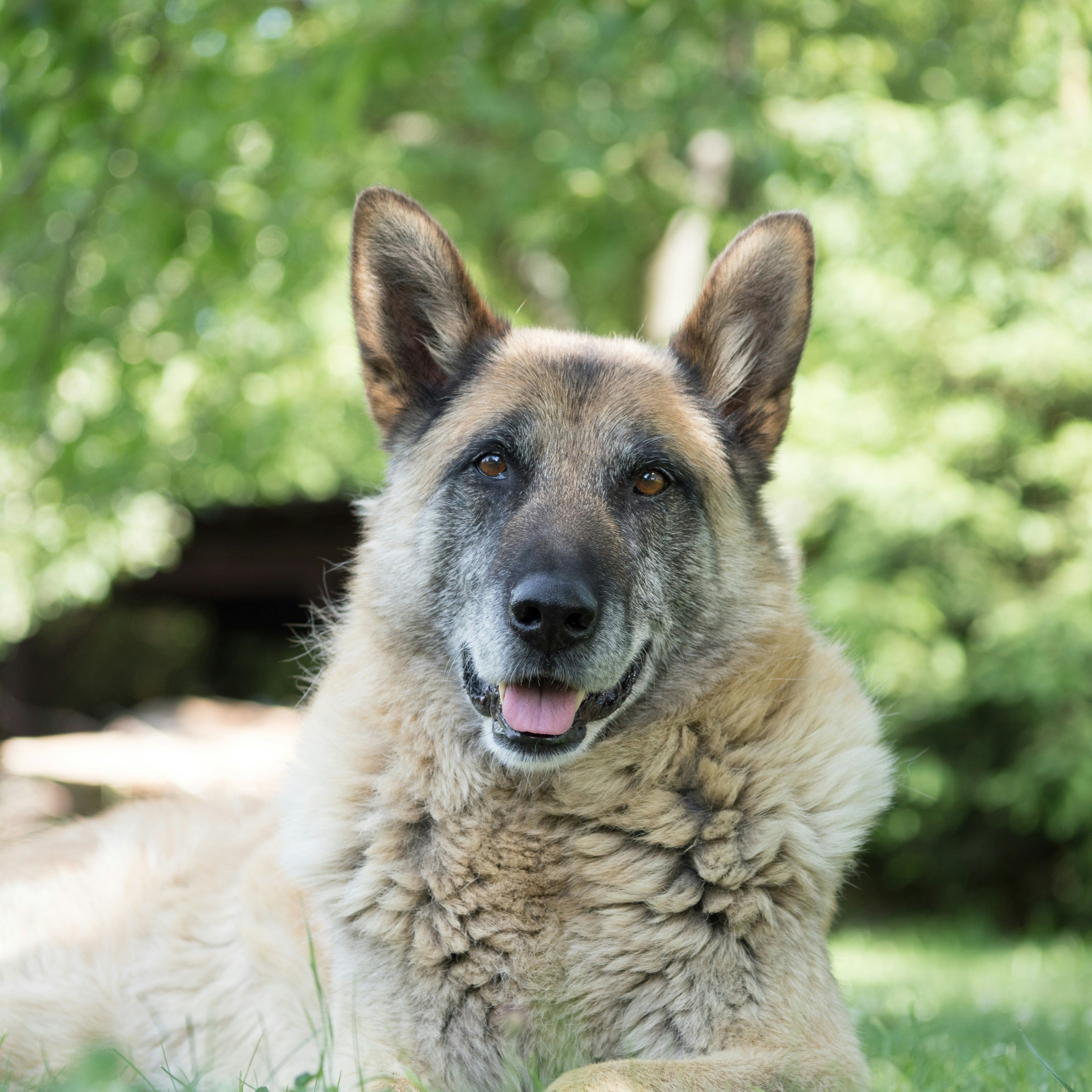 Senior dog sitting in a park, reflecting the importance of maintaining comfort and mobility with age.