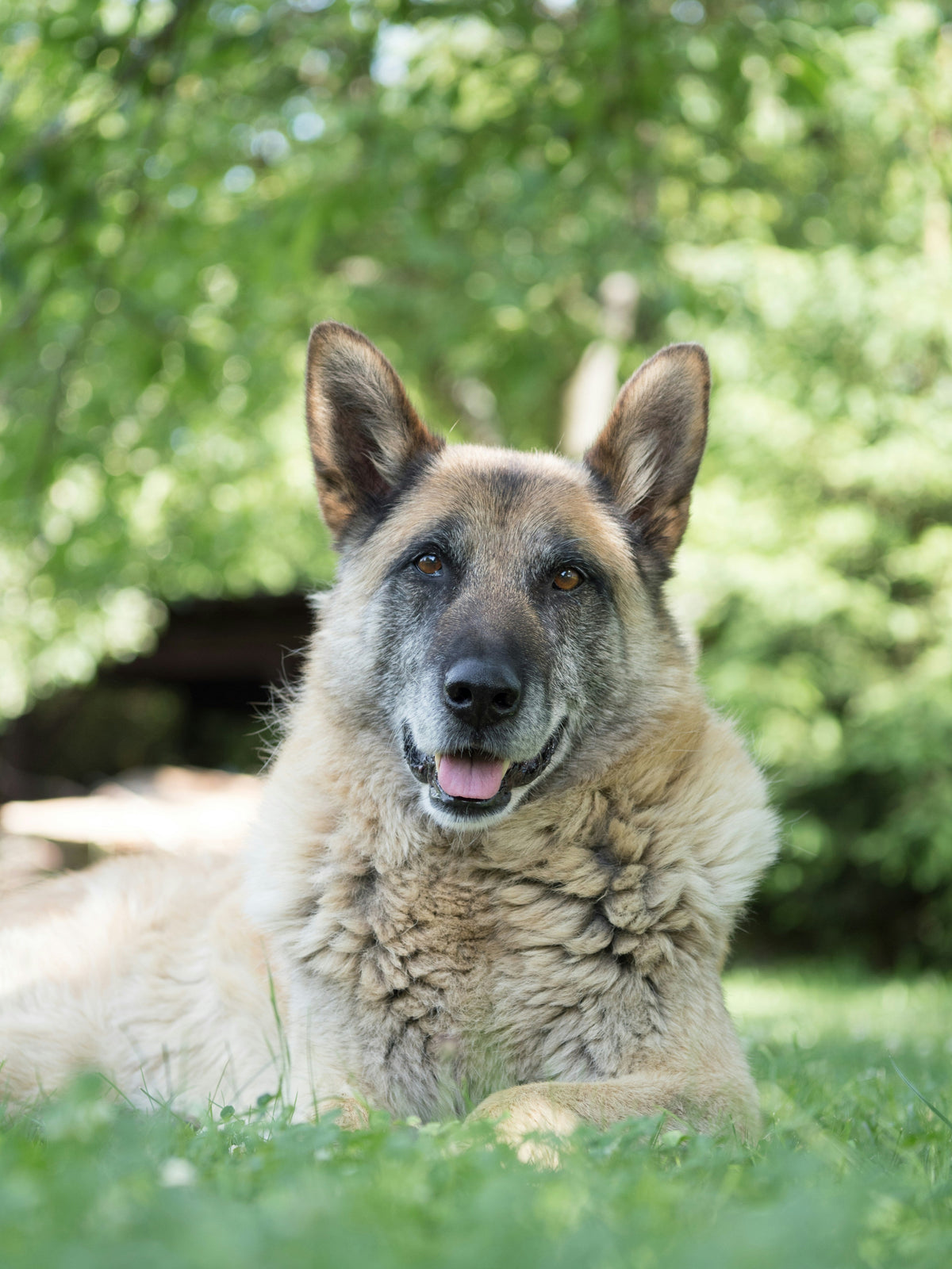 Senior dog sitting in a park, reflecting the importance of maintaining comfort and mobility with age.