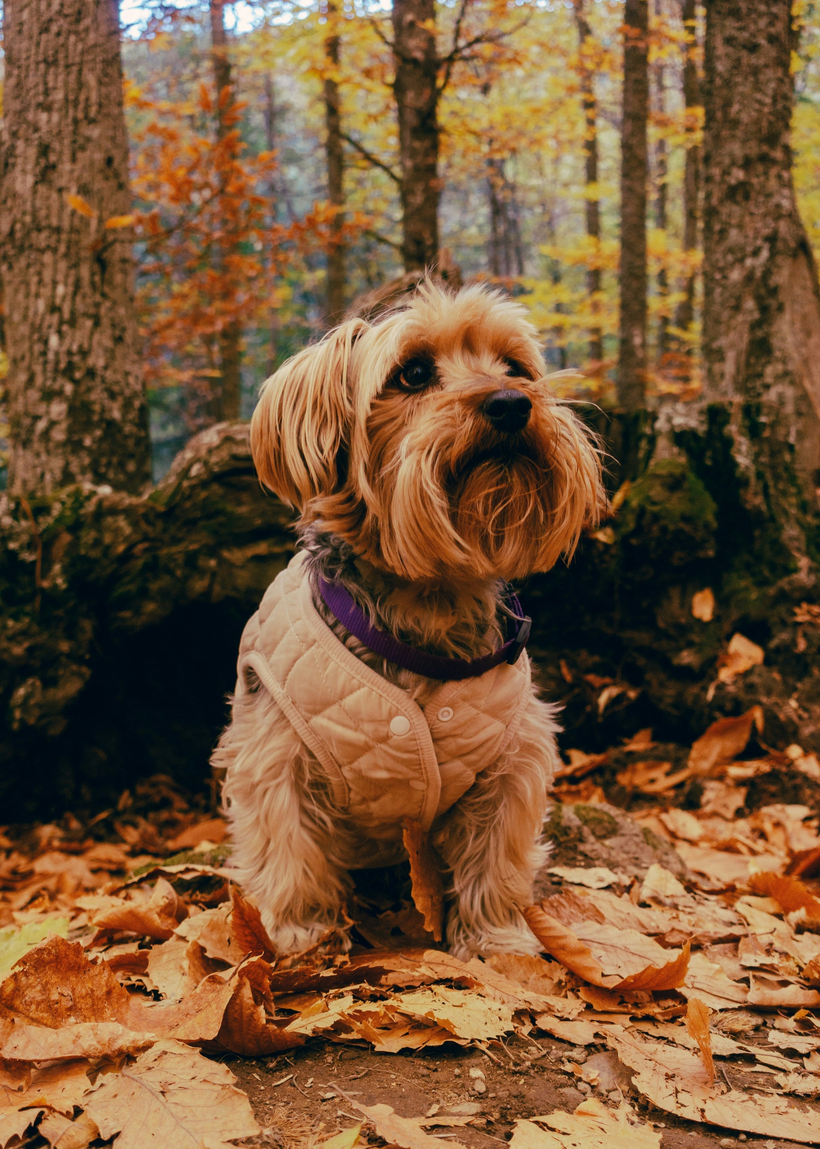 Dog exploring fallen leaves on an autumn woodland walk