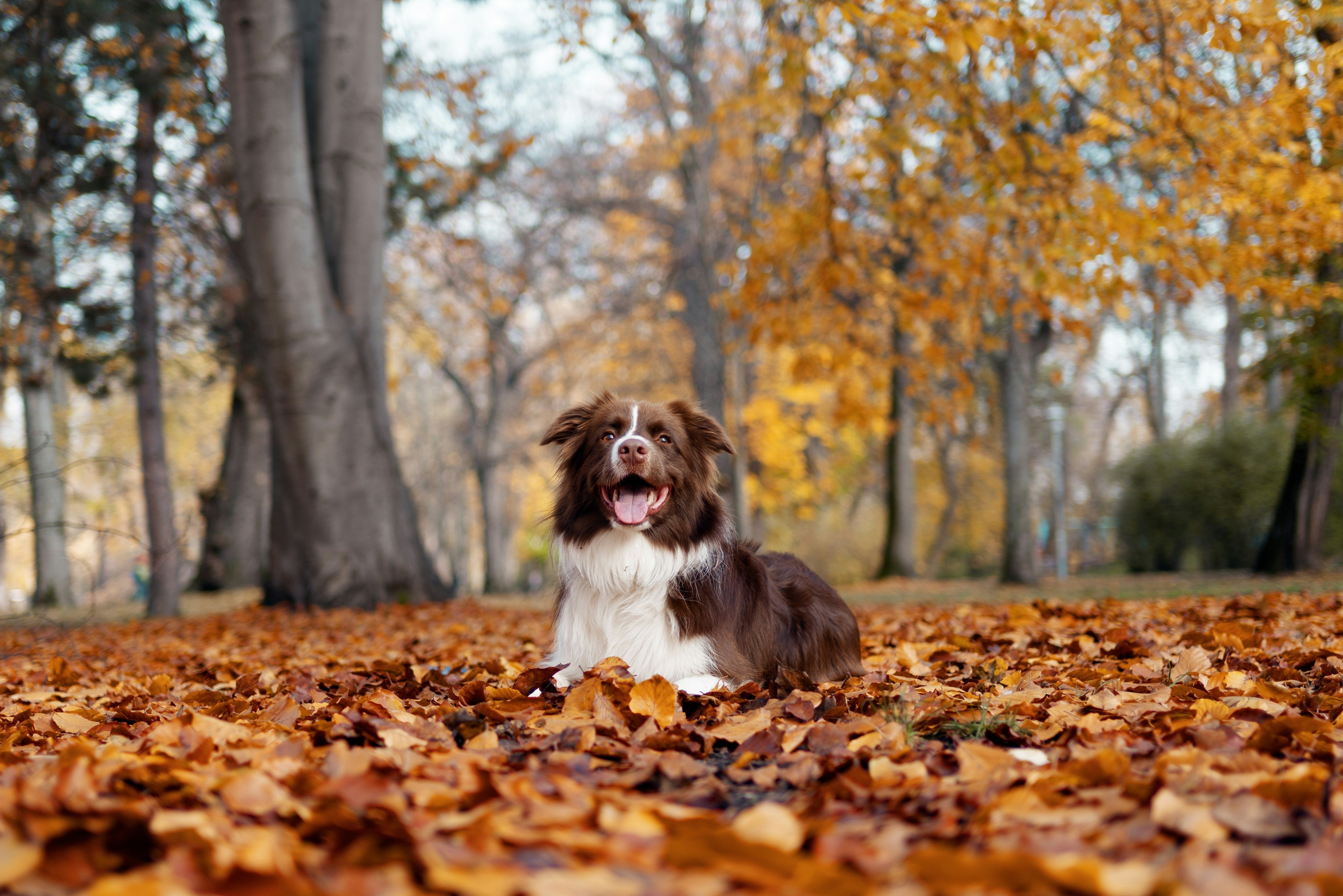 Dog outdoors in autumn, reflecting seasonal changes to joint comfort and coat condition