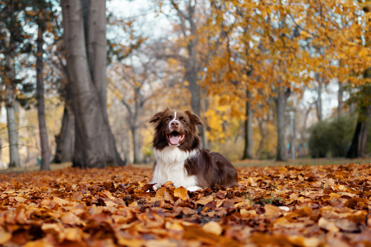 Dog outdoors in autumn, reflecting seasonal changes to joint comfort and coat condition