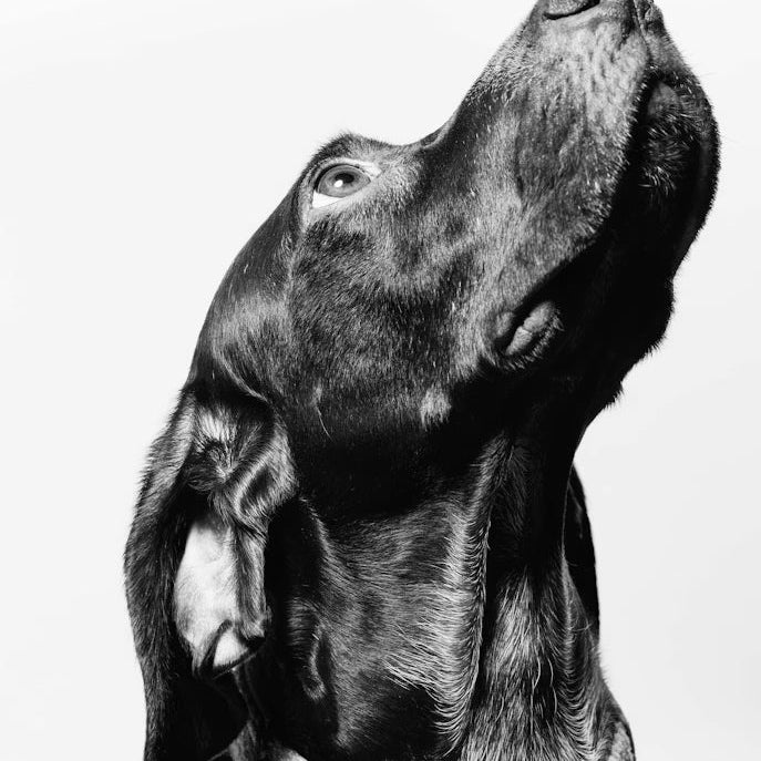 “Rescue dog looking calmly toward its new owner”
