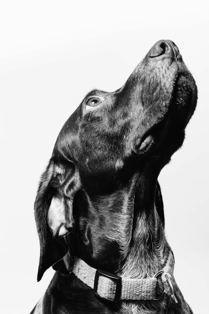“Rescue dog looking calmly toward its new owner”