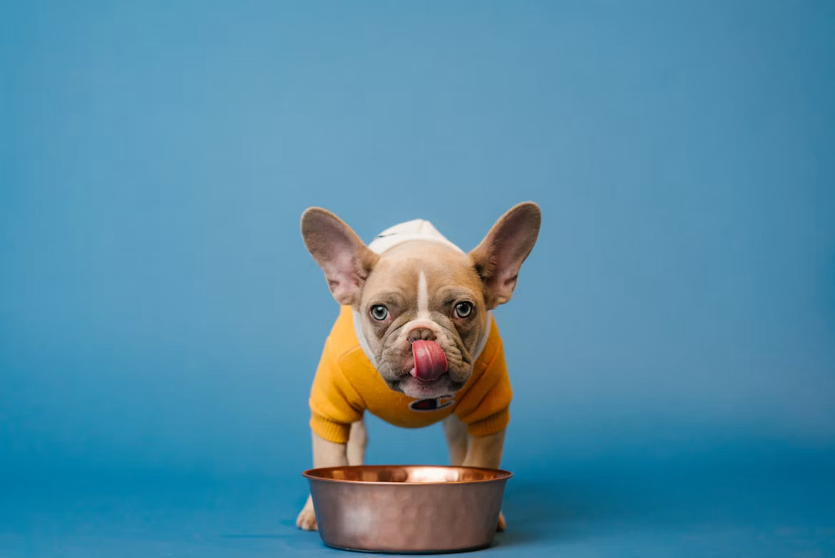 Dog eating food - Gut health 