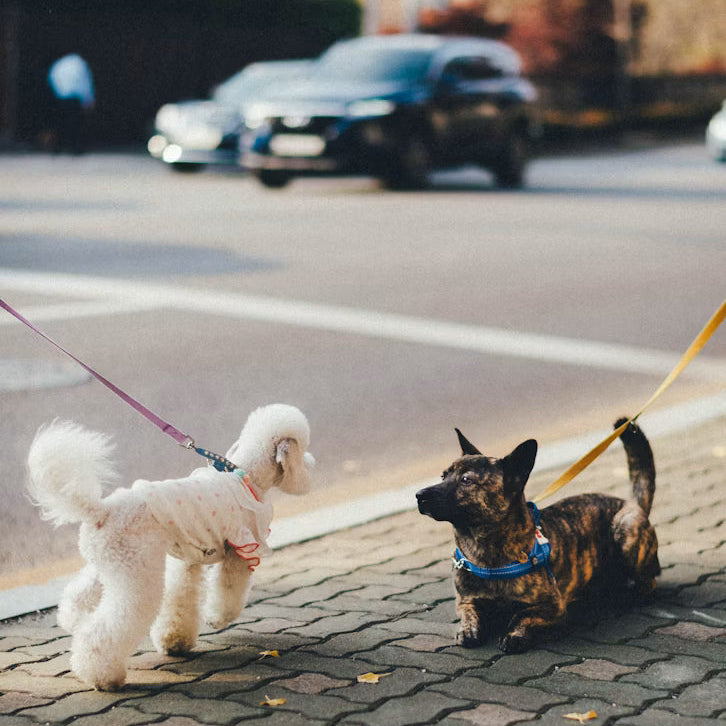 “Dog exploring a quiet path at an unhurried pace”