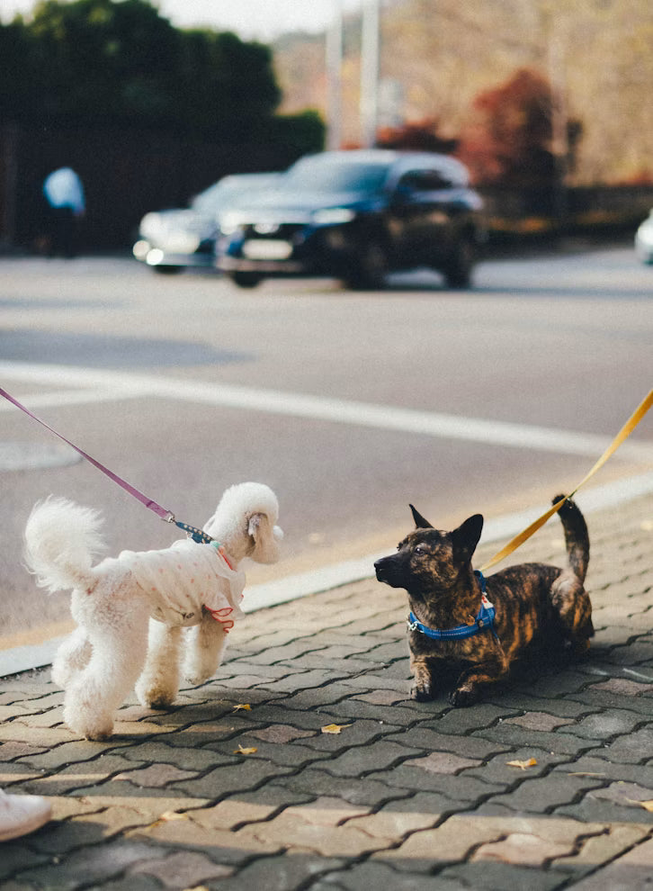 “Dog exploring a quiet path at an unhurried pace”