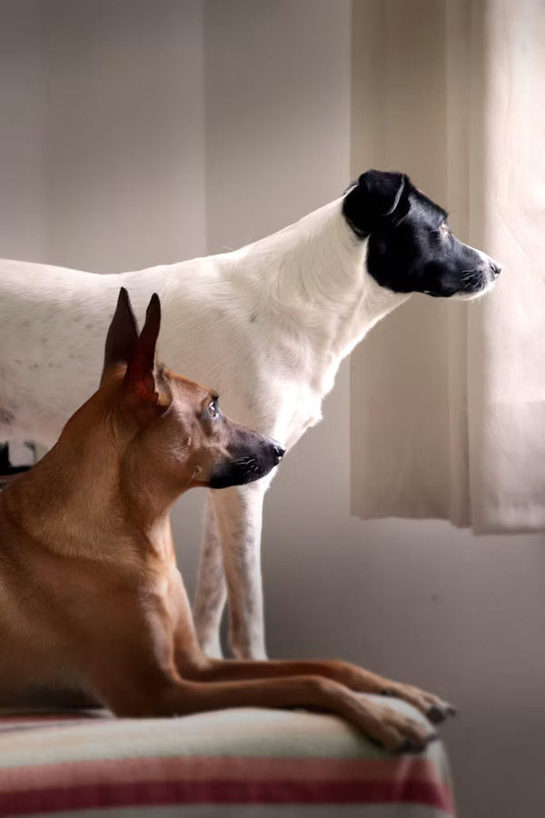 On Getting Another Dog