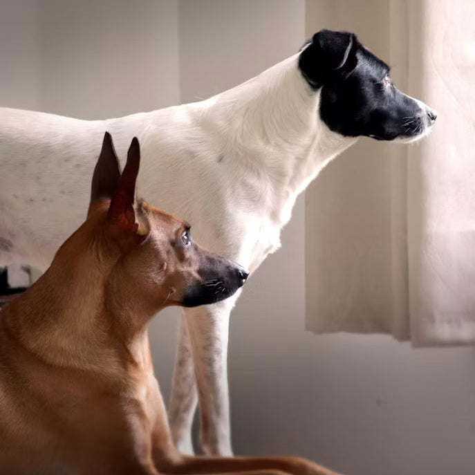 “Two dogs resting together at home as they become companions”