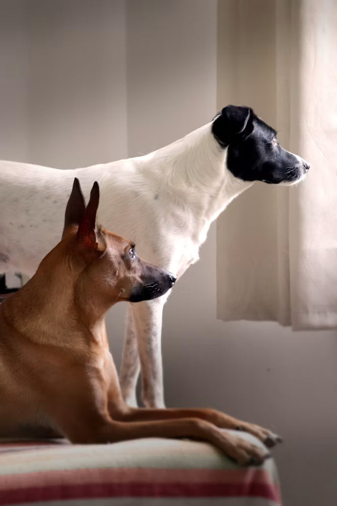“Two dogs resting together at home as they become companions”