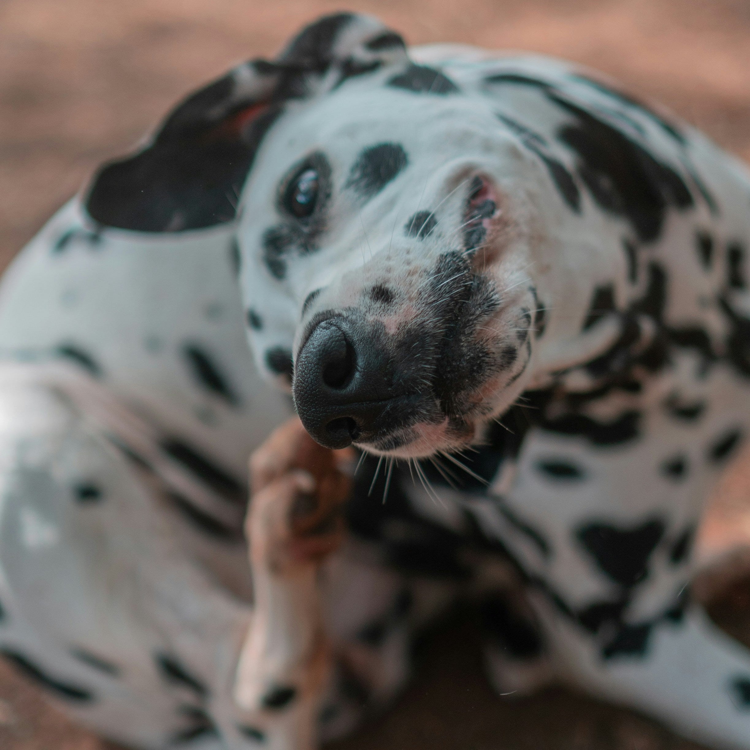 dog itching - allergies