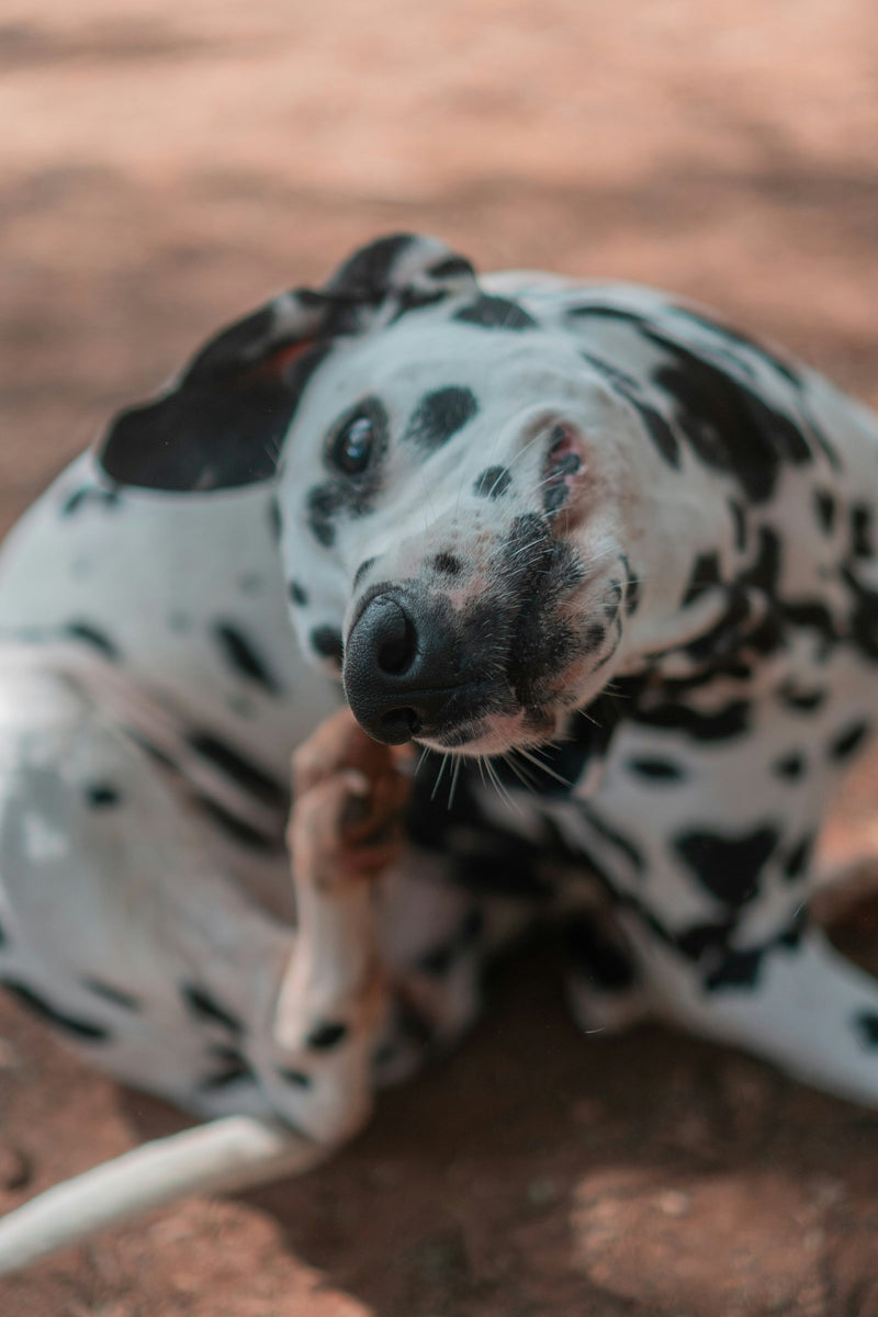 dog itching - allergies
