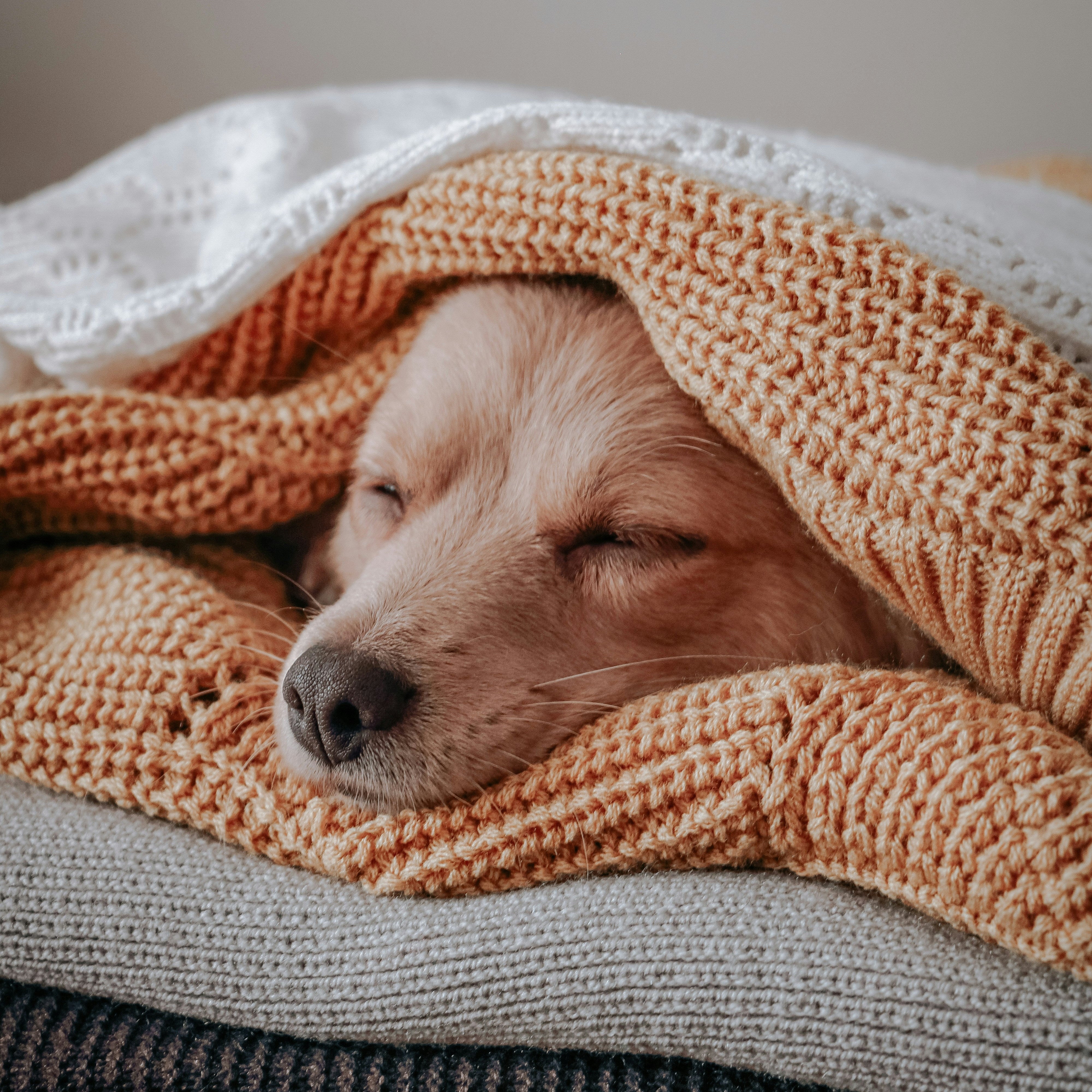 dog sleeping between sheets