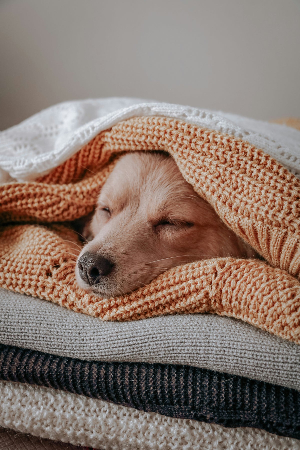 dog sleeping between sheets