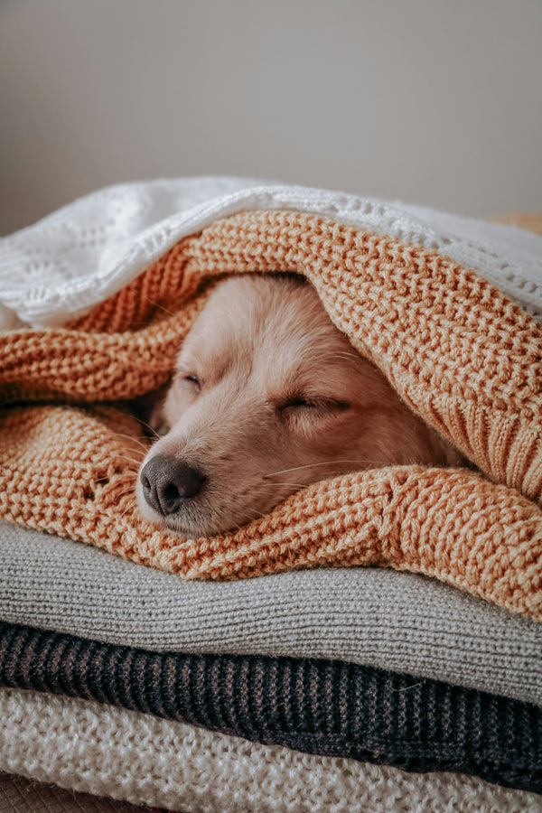 dog sleeping between sheets