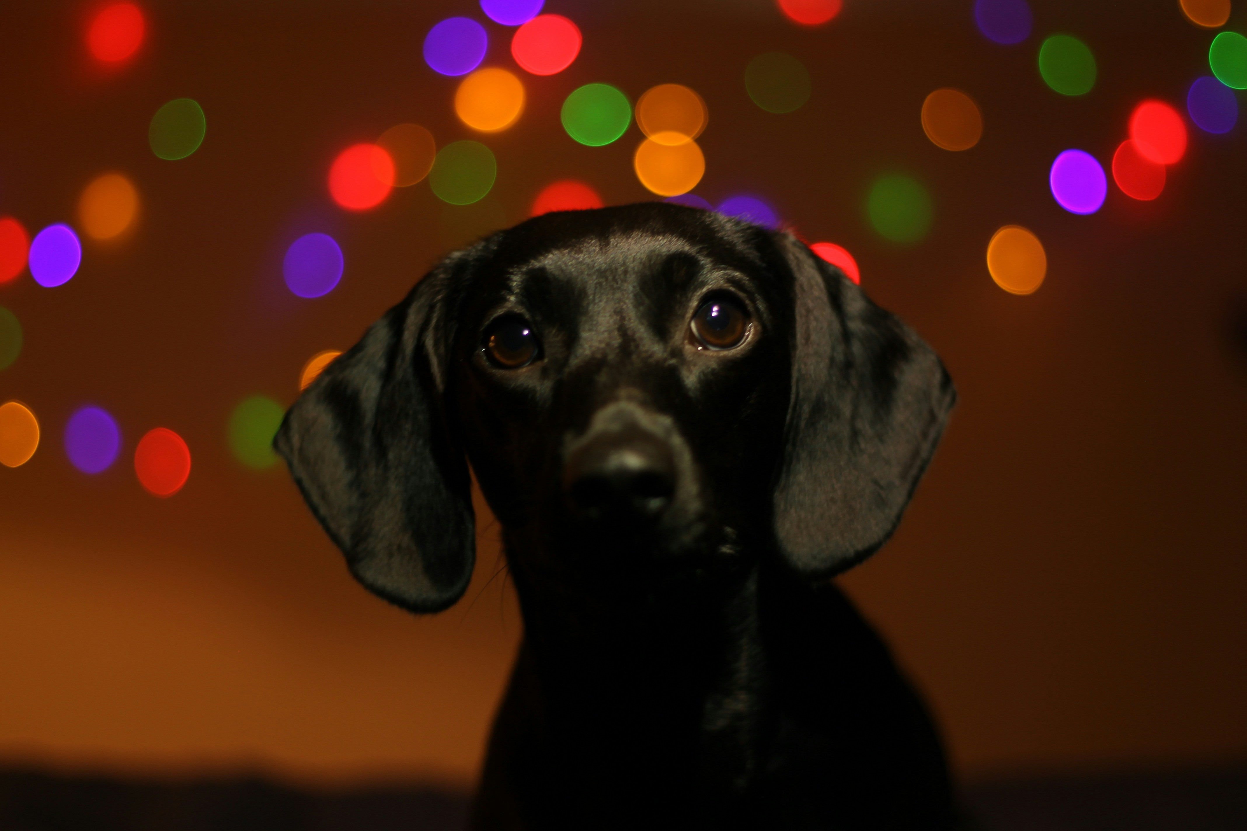 Dog indoors during a noisy moment, reflecting sound sensitivity and the need for calm.