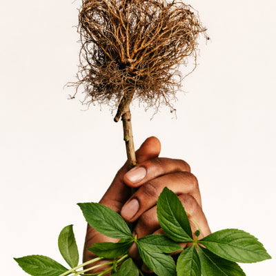 VALERIAN ROOT