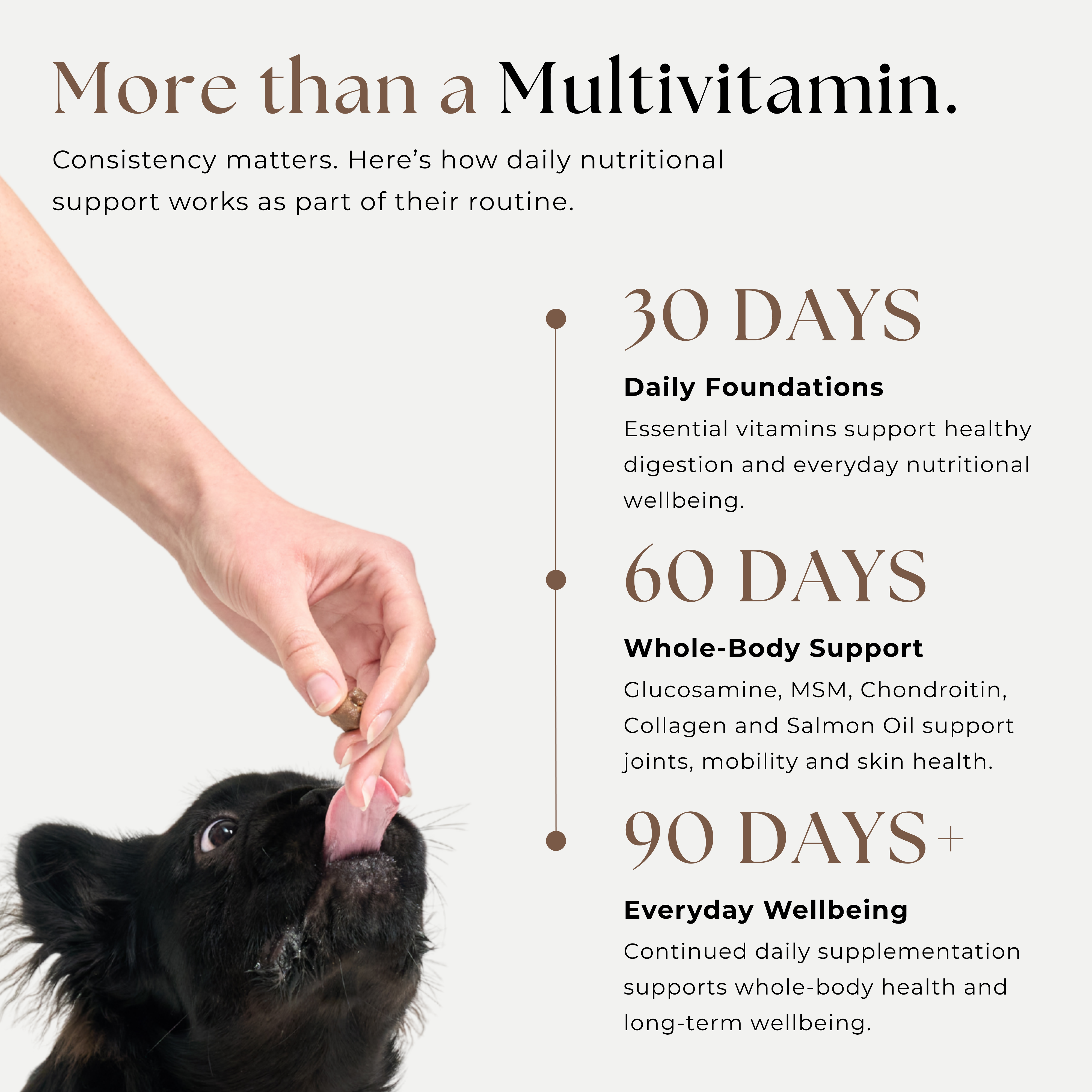 An informational graphic for a dog multivitamin supplement. It features a black dog licking a human hand, with text detailing three stages of support over 30, 60, and 90 days: Daily Foundations, Whole-Body Support, and Everyday Wellness.